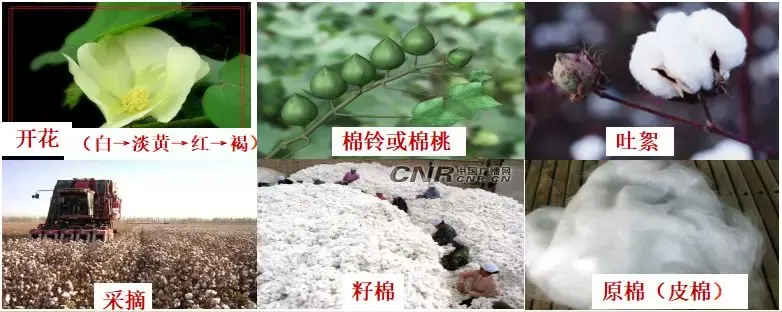 浅谈棉纤维,那些你不知道的细节 - 知乎
