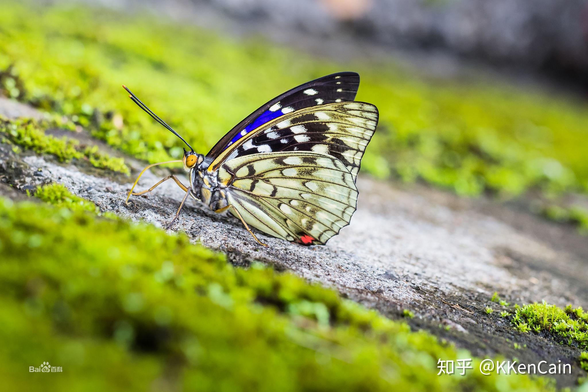 日本国蝶——大紫蛱蝶的厄运