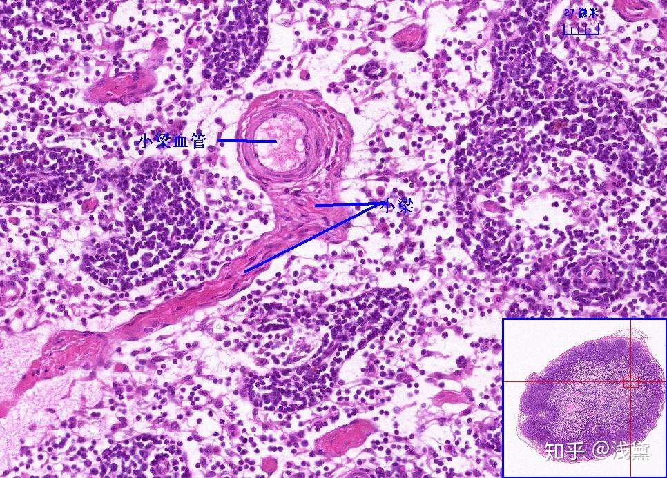 医学生组胚实验考试复习切片(库存更新完毕,后续根据需求更新) 知乎