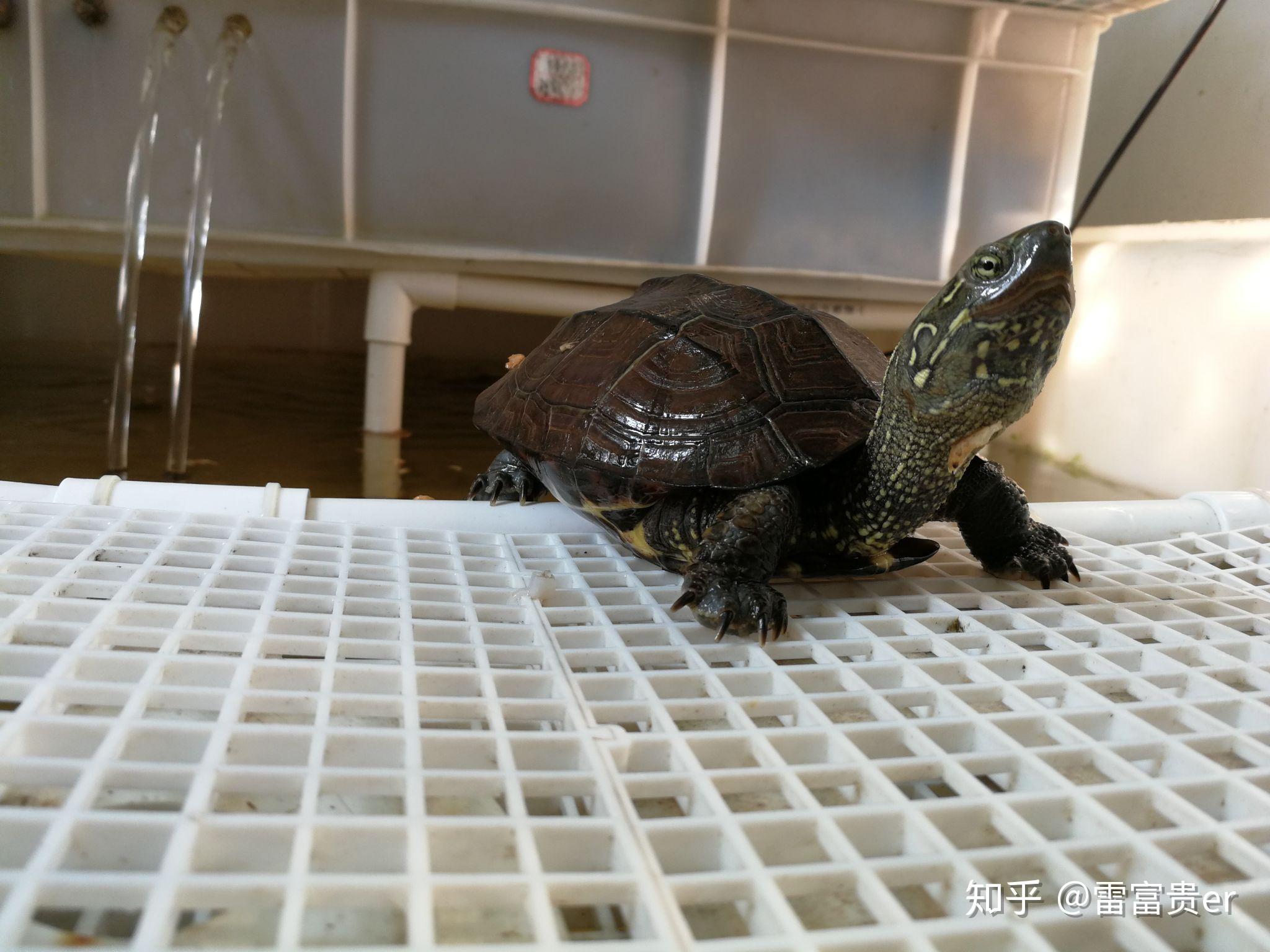 水龟饲养指南 - 知乎