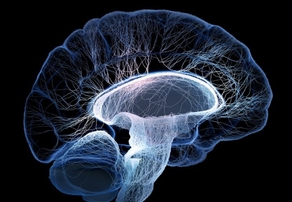 fm腦科學新聞寫字時的性別差異大腦如何處理表情信息工作記憶的機制是