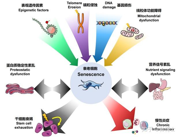 聊聊有关衰老细胞的研究和应用 - 知乎