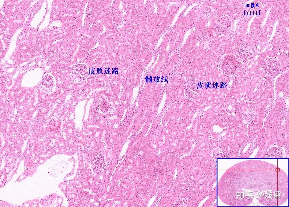 医学生组胚实验考试复习切片（库存更新完毕，后续根据需求更新） - 知乎