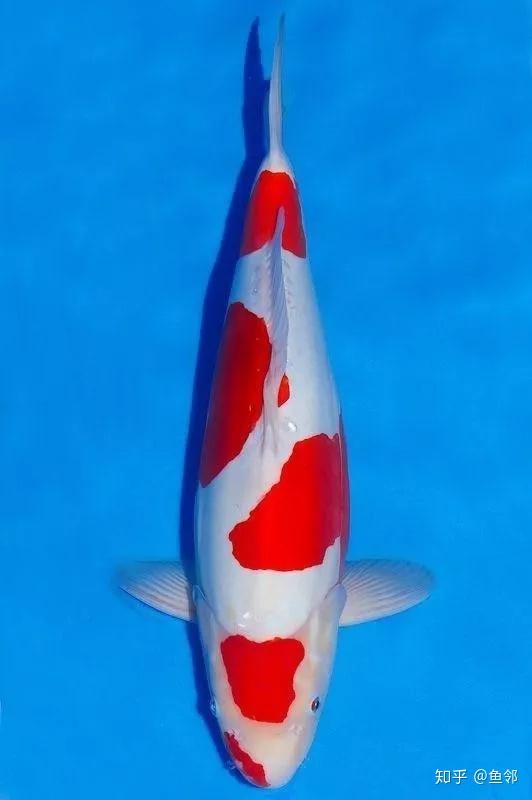 想不到啊赫赫有名的德国锦鲤祖先竟然是它