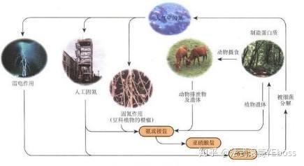 化工史话13: 上帝之手—合成氨 - 知乎