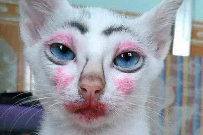 给猫化妆喂它吃化妆品别因爱美害了它