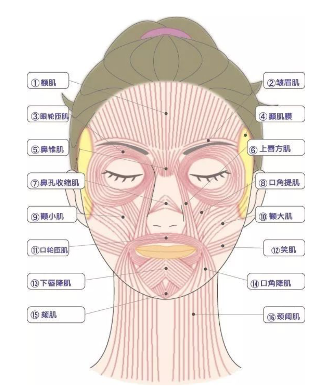 图1-3-25 表情肌前面-新编人体解剖学-医学