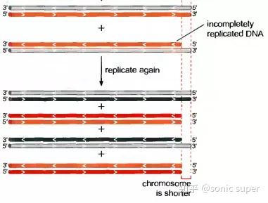 端粒与端粒酶1：如何让生命时钟维持平衡？ - 知乎