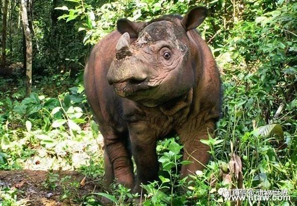 远古巨兽披毛犀