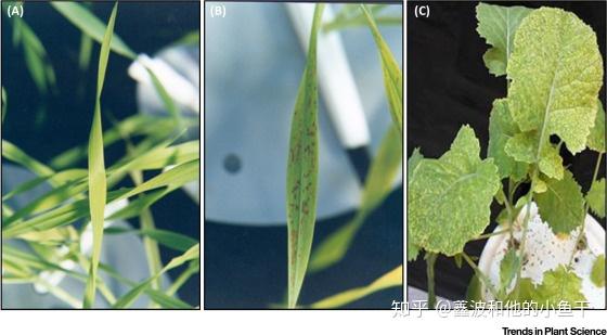 植物维持锰稳态的关键 在于调控锰转运蛋白 - 知乎