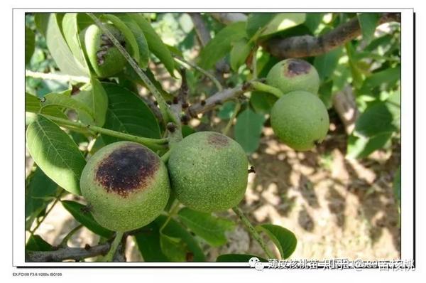 核桃树常见病害及防治大全