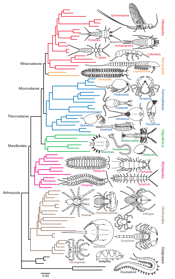 地球演义聊聊节肢动物的分类