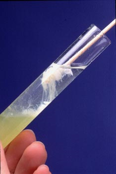 如何从生物中提取dna