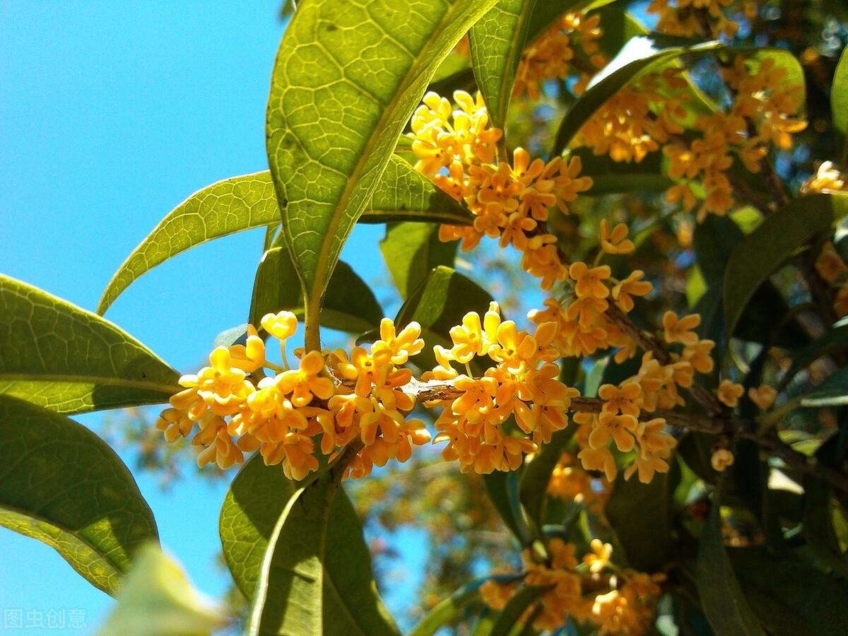 武汉绿丛园林桂花树的养殖方法和注意事项