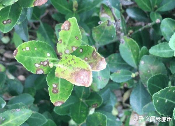 立秋之后频繁降雨会给苗木带来哪些伤害又该如何进行缓解