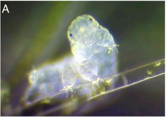【观点】浅谈太空合成生物学 - 知乎