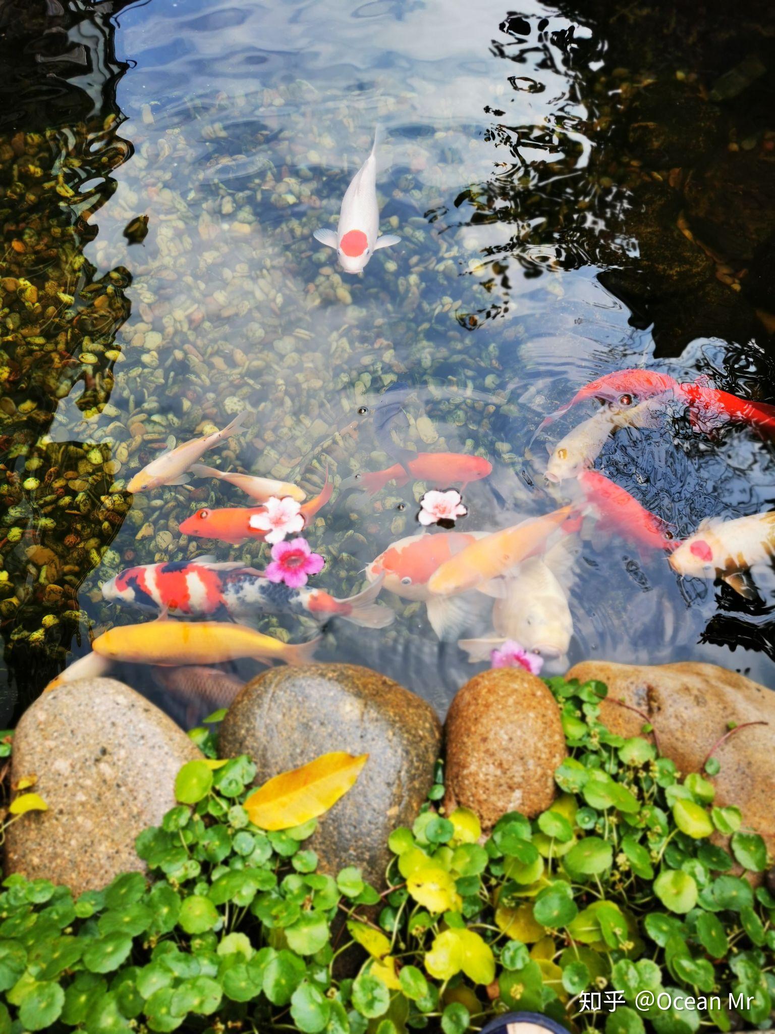 用十几年的庭院鱼池设计经验，和你谈谈庭院锦鲤梦是如何实现的！ - 知乎