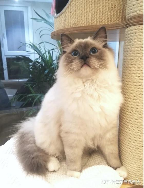 你喜欢手套色布偶猫吗?