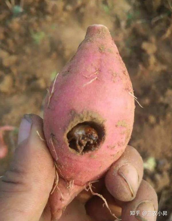 蛴螬的发生规律和危害有哪些专家教你综合防治措施