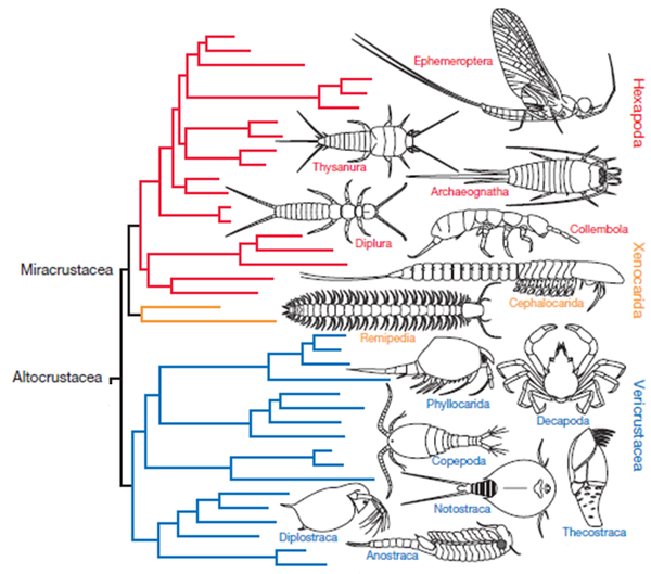 地球演义聊聊节肢动物的分类