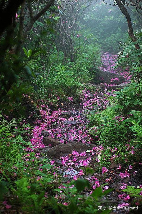 春日亦有落花时落花如何拍6个技巧拍出落花的意境美