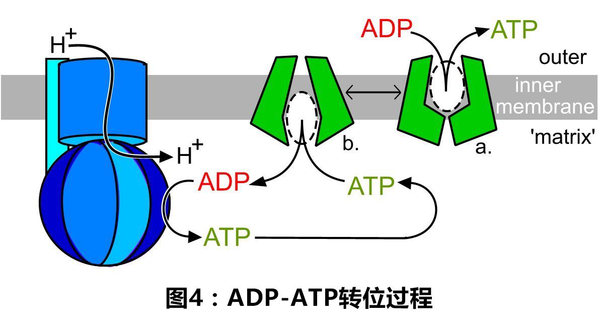 一份葡萄糖到底生成多少份ATP?简单考题背后的复杂科学 - 知乎