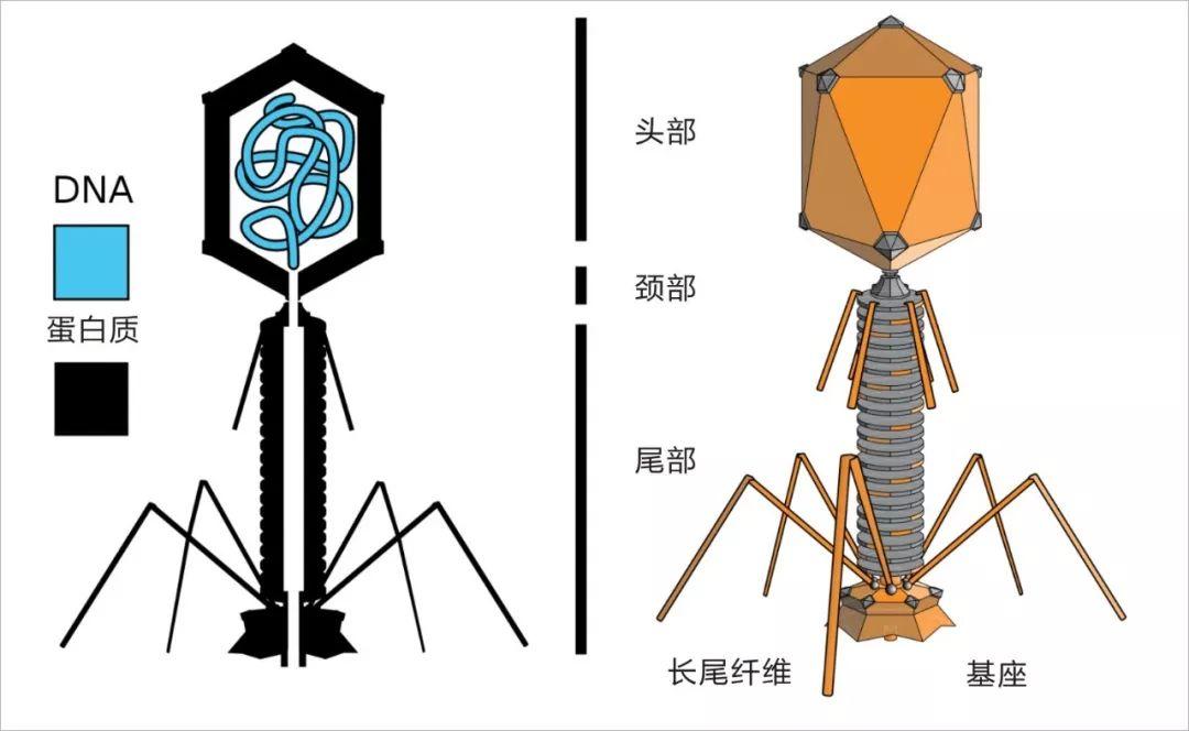 DNA简史:遗传物质的发现之旅 - 知乎