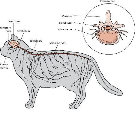 猫能否控制好自己的尾巴? - 知乎