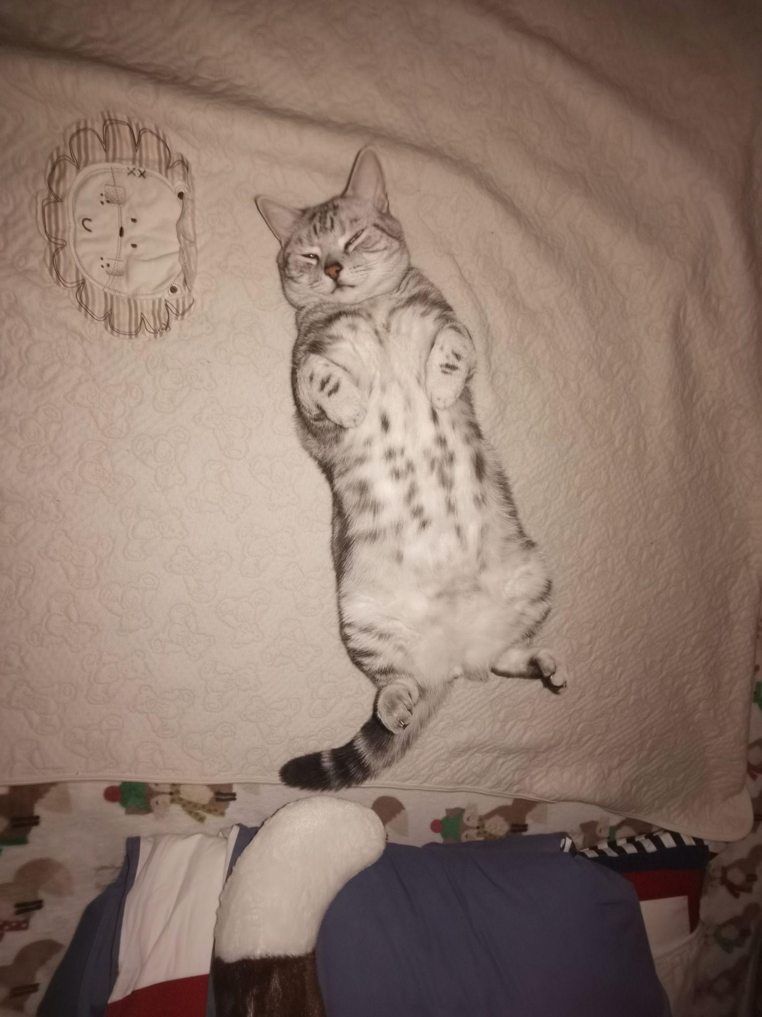 美短银色条纹长什么样子?求图片回答? - 知乎