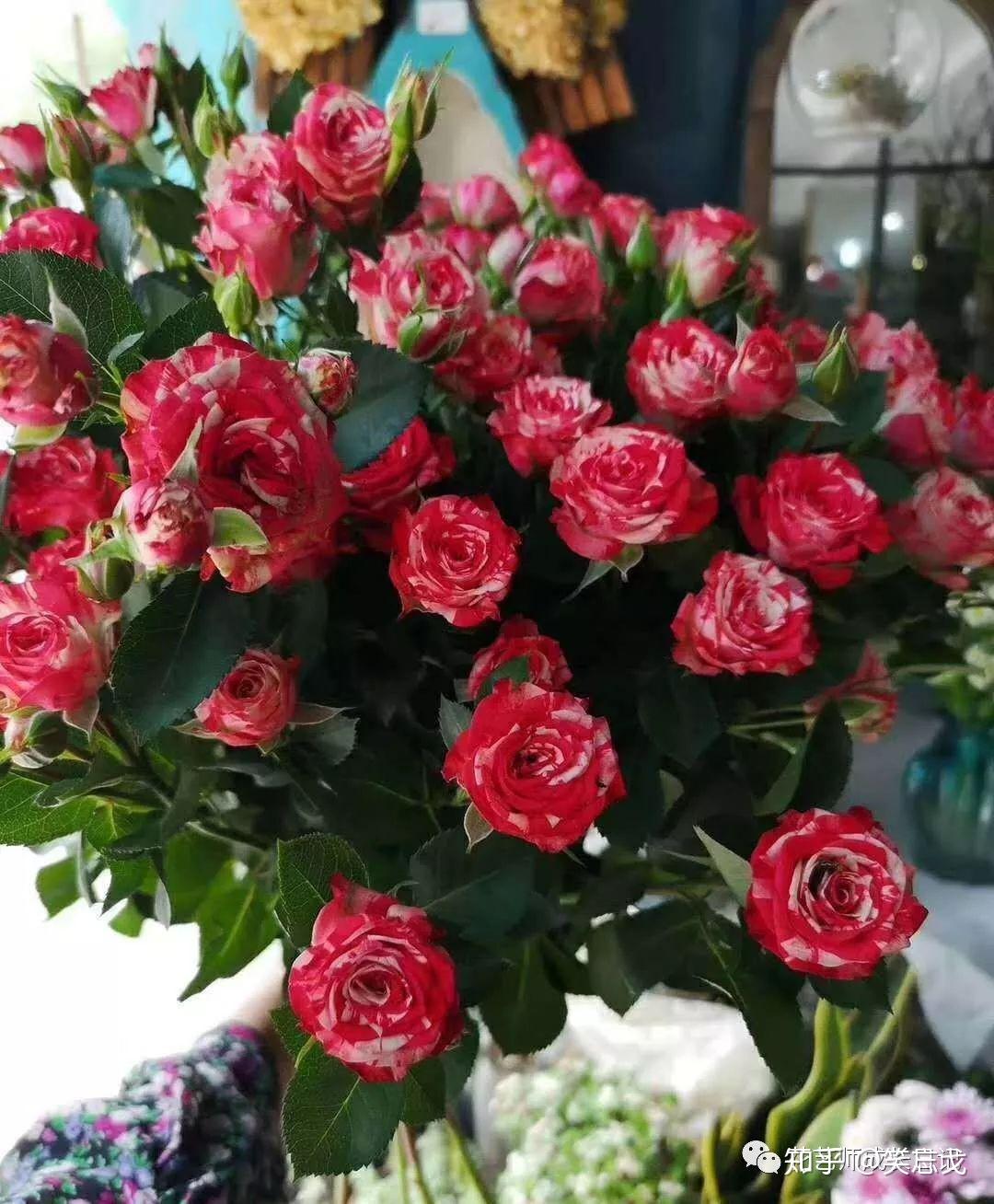高清玫瑰花双色图片素材-编号16519161-图行天下