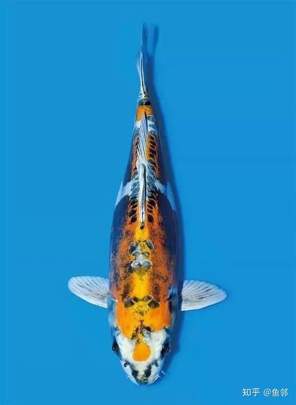 想不到啊赫赫有名的德国锦鲤祖先竟然是它