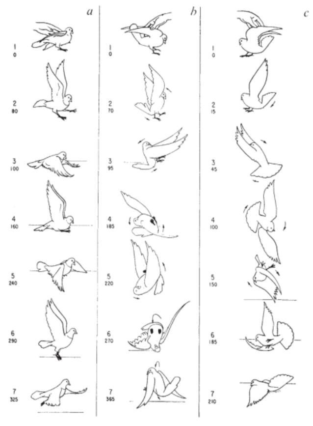 鸟类运动规律图片