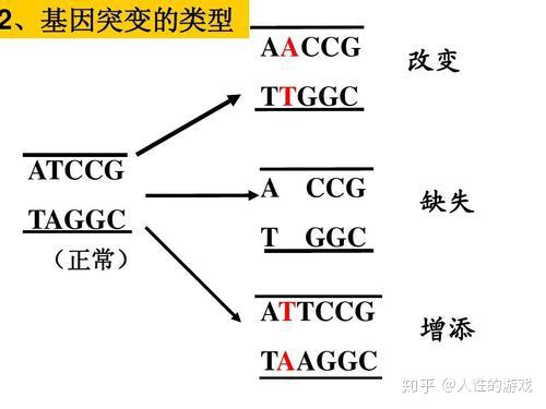 新型冠状病毒349:l亚型和s亚型,点突变,进化树,选择压力