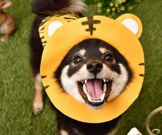 犬长相也确实和黑柴很接近,但是小酱告诉大家,柴犬的鉴别万卷不离其宗