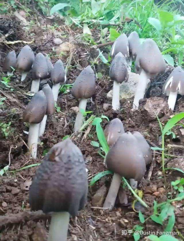 常见菌菇分类 - 知乎