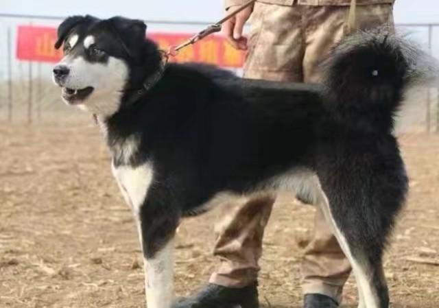 本犬纲目（中国本土狗品种大全） - 知乎