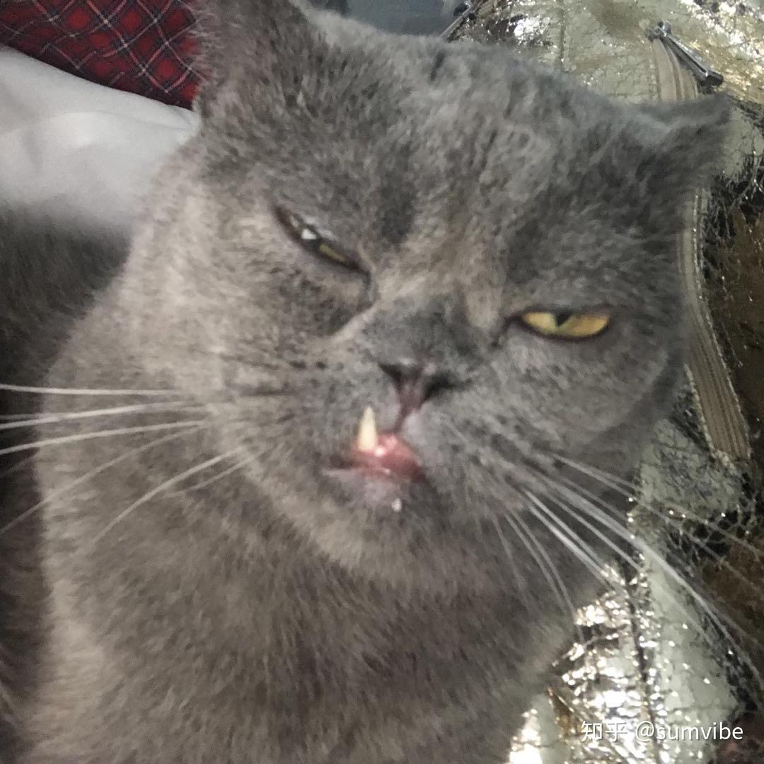 你见过最丑的猫是什么样子？ - 知乎