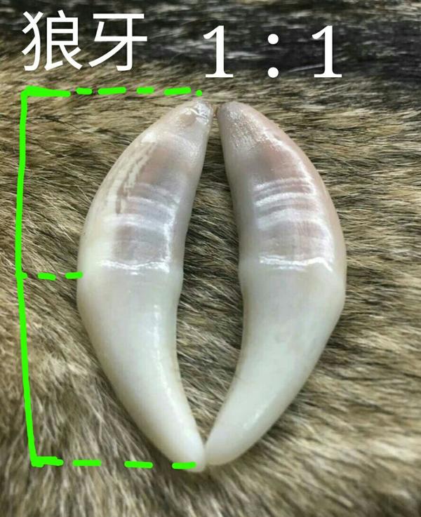 如何区分狼牙和狗牙与其他兽牙