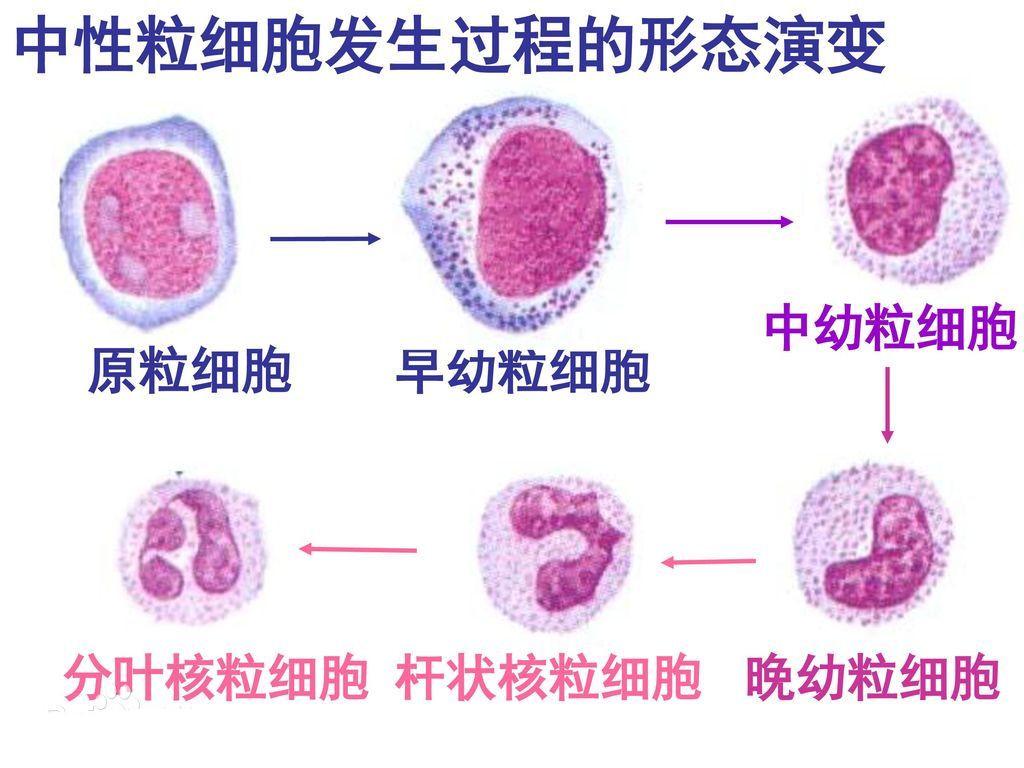 早幼中幼晚幼粒细胞杆状核粒细胞分叶核粒细胞