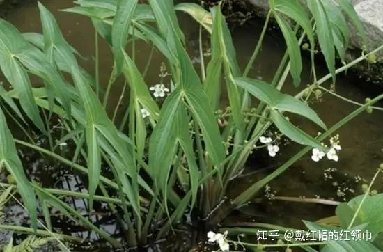 田间杂草认不清?与农药瓶上的草名对不上号?来看高清大图! - 知乎