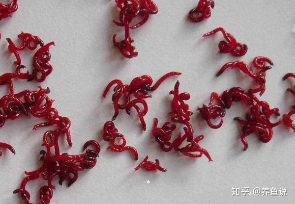 水族店出售的虫子能拿来喂观赏鱼吗听完分析有人可能要扔虫子