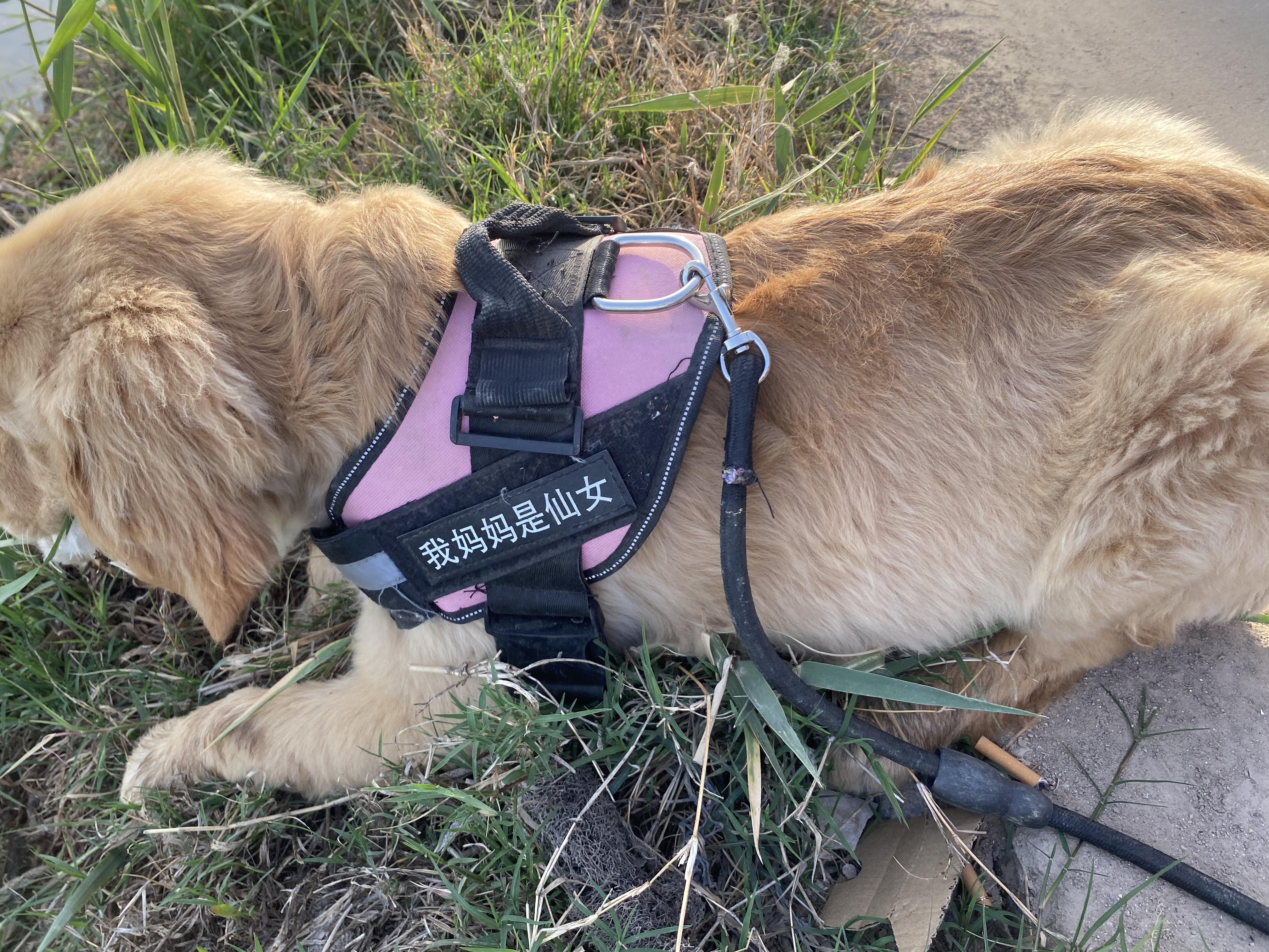 遛狗把狗遛累是种怎样的体验? - 知乎