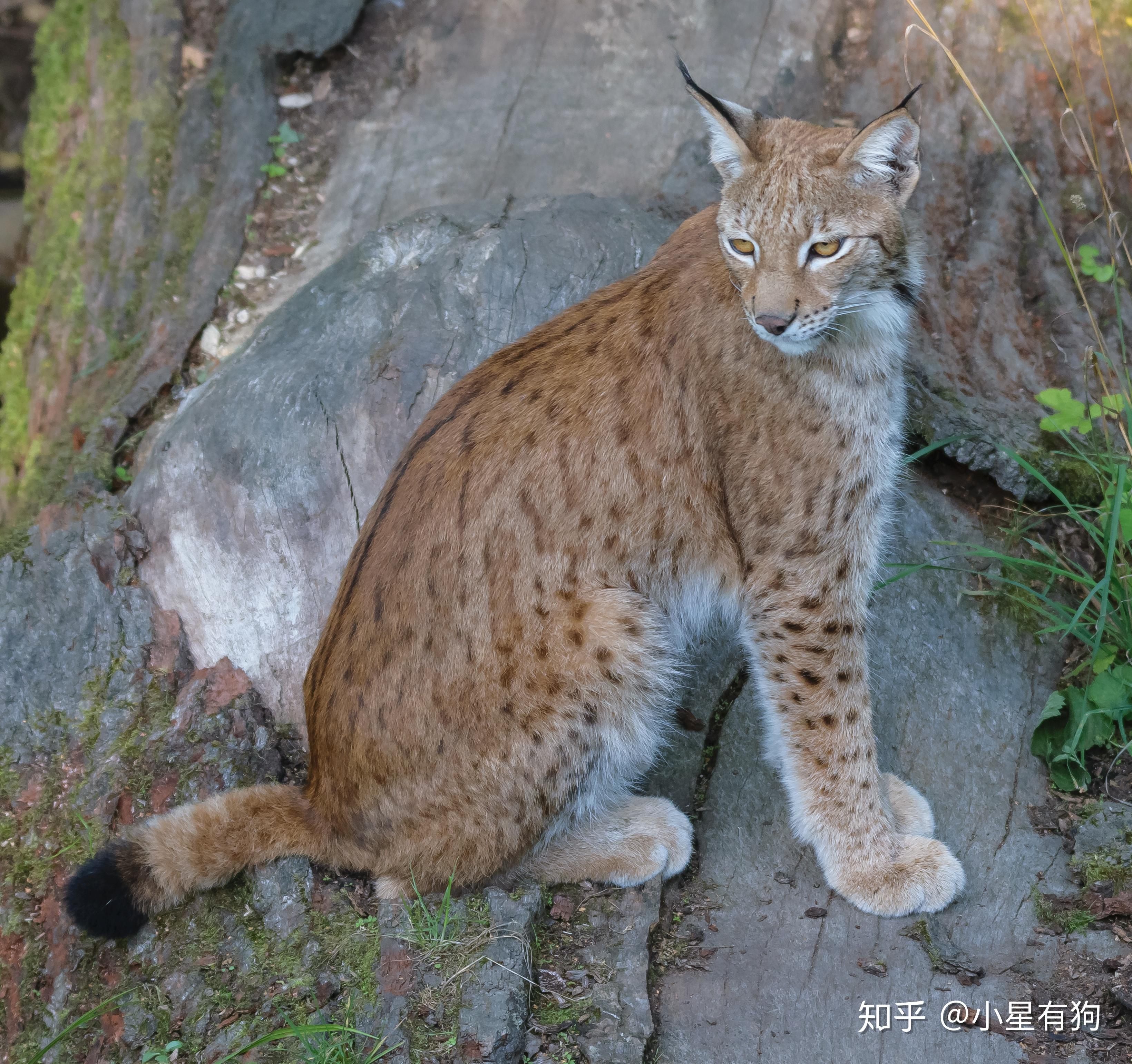 What Animals Are Native To France