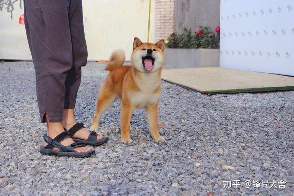 柴犬耷拉尾巴怎么办 知乎