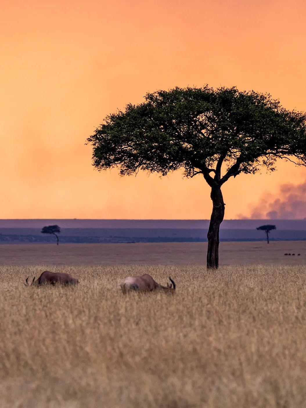 非洲“最神奇”的树，树干不仅可以贮水，还可以当房子居住_大自然_人类_什么