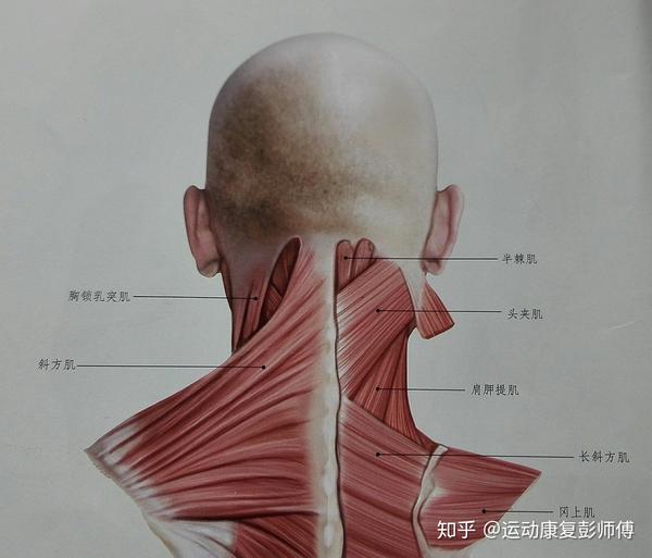 久坐头颈前倾难看又猥琐怎么解决运动康复002课