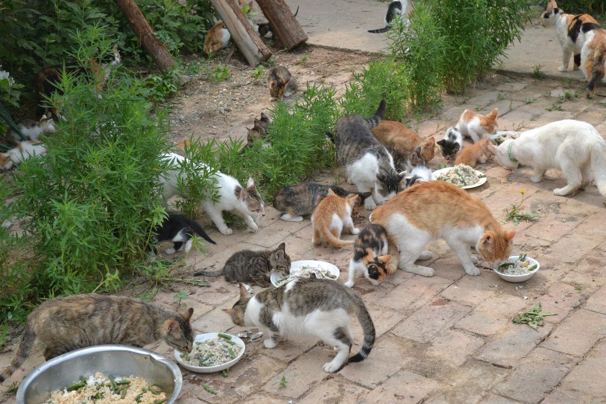 10 Facts You Should Know About Feral Cats - TheCatSite