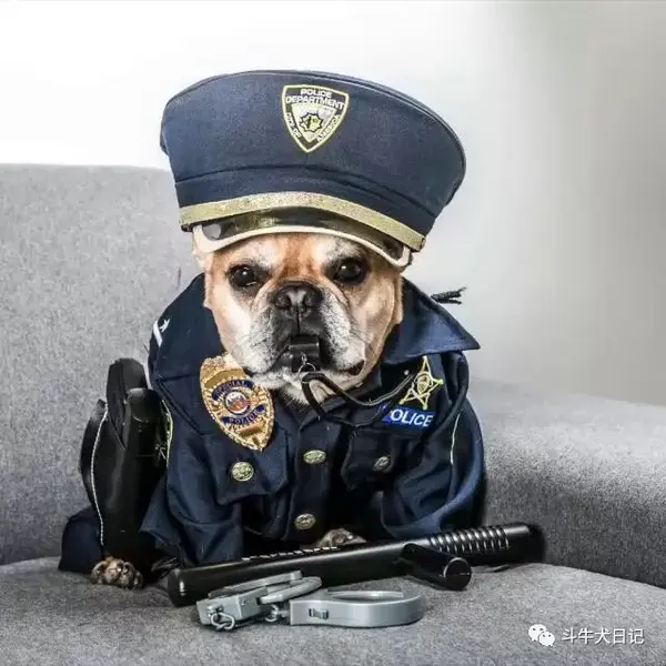 萌宠斗牛犬漫画威龙制服诱惑,cosplay反恐警察和拆弹专家
