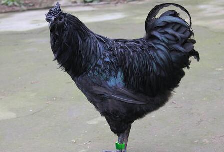 旧院黑鸡的饲养技术大全