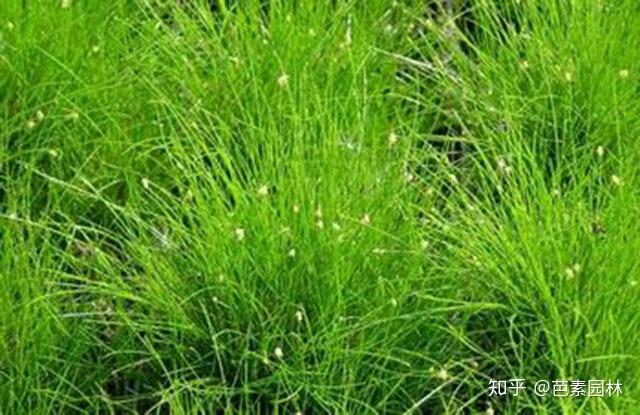莎草科杂草的快速识别 - 知乎